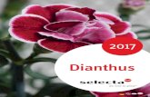 Dianthus - Agrohoum · 2017. 6. 2. · Geachte relatie, Anjers zijn, naast rozen en tulpen, de meest populaire snijbloemen. Na jaren bijna in de vergetelheid te zijn geraakt, zijn