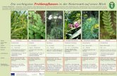 Die wichtigsten Problempflanzen in der Steiermark auf einen Blick · 2020. 6. 11. · Die wichtigsten Problempflanzen in der Steiermark auf einen Blick Invasive Neophyten Staudenknöterich