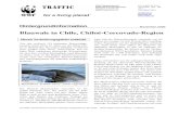 Blauwale in Chile, Chiloé-Corcovado-Region - WWF · 2011. 11. 9. · Hintergrundinformation November 2006. Blauwale in Chile, Chiloé-Corcovado-Region. Neues Verbreitungsgebiet entdeckt.