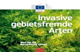Invasive gebietsfremde Arten - European Commission...Nr. 0307/2012/633322/SER/B3 Koordinatorinnen der Kommission: Susanne Wegefelt und Myriam Dumortier, Europäische Kommission, GD