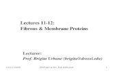 Lectures 1112: Fibrous & Membrane Proteins - Physics … · 2010. 1. 3. · 11/12-17/2009 PHYS 461 & 561, Fall 2009-2010 1 Lectures 1112: Fibrous & Membrane Proteins Lecturer: Prof.