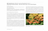 Bergahorn (Acer pseudoplatanus) - Bayern · 2012. 5. 24. · ist der Schneeballblättrige Ahorn (A. opalus), eine west-submediterrane Art, die über den Schweizer Jura bis in den