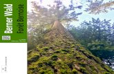 Berner Wald Forêt Bernoise - ssh-pbs.ch · buchen, Zurbuchen Holzbau und Sä-gerei AG. Die beiden letztgenannten wagen eine neuartige Zusammenar-beit nach dem Motto «Wenn Holzbau-er