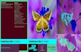 Schmetterlinge in Wien. Ein . · PDF file Schmetterlinge in Wien. Ein Leitfaden. T agpfauenauge Kleiner Fuchs T itelfoto: Himmelblauer Bläuling W achtelweizen-Scheckenfalter Netzwerk