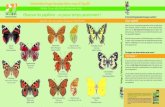Observer les papillons - un passe-temps passionnant · 2018. 3. 11. · Schmetterlinge beobachten! Mit offenen Augen durch die Natur gehen, bunte Schmetterlinge im Flug oder beim