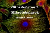 Citoszkeleton I. Mikrotubulusok · Medicina Kiadó, 2009 ISBN: 9789632261898 249-300 oldal Essential Cell Biology Edition: 4 Authors: Bruce Alberts, Dennis Bray, Karen Hopkin, Alexander