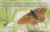 Neuigkeiten zum Eschen-Scheckenfalter (Euphydryas maturna … · 2021. 7. 18. · Foto: R. Richter Neuigkeiten zum Eschen-Scheckenfalter (Euphydryasmaturna LINNAEUS, 1758) in Sachsen
