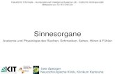 Sinnesorgane - KIT · 2016. 2. 16. · Sinnesorgane Uwe Spetzger Neurochirurgische Klinik, Klinikum Karlsruhe Anatomie und Physiologie des Riechen, Schmecken, Sehen, Hören & Fühlen