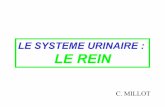 LE SYSTEME URINAIRE : LE REIN