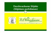 Durchwachsene Silphie (Silphium perfoliatum)
