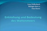 Lena Hollenbach Biologie-Kurs 12 Frau Harno