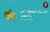 EXTREMITAS CAUDAL LATERAL - UB