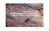 Evolution, EnergetikundBau der Pflanzenzelle