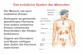 Das endokrine System des Menschen - ETH Z
