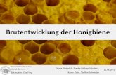 Brutentwicklung der Honigbiene