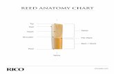 REED ANATOMY CHART - SAXOPHON-SERVICE