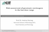 Risk assessment of genotoxic carcinogens in the low dose range