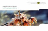 Ziergehölze im Winter - mit besonderer Blüte