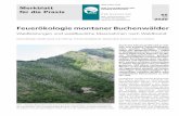 Feuerökologie montaner Buchenwälder - Lib4RI