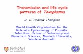 Transmission and life cycle patterns of Toxoplasma Transmission