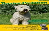 Irish Soft Coated Wheaten Terrier „Magic Wheaten Johan“