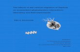 The effects of diel vertical migration of Daphnia on zooplankton
