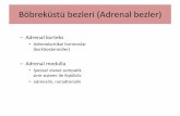 Böbreküstü bezleri (Adrenal bezler)