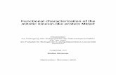 Functional characterization of the mitotic kinesin like ...