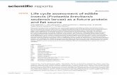 Life cycle assessment of edible insects (Protaetia ...