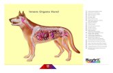 Innere Organe Hund - tieraerzte- .Innere Organe Hund Innere Organe Hund 1 groe K¶rperschlagader