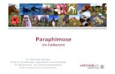 Paraphimose - .Diagnose Paraphimose aufgrund eines Traumas Deckversuch einer nicht rossigen Stute