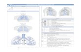 Tumorerfassung: Thorakale Tumoren/Lunge Anatomie Art der Klassifikation Symbol Art der Klassifikation