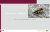 Biologie der Bienen - Bayern Biologie der Bienen Fachwarteschulung 2018 . Folie 2 Abstammung (Systematik)