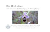 Orchideen - uni- Bestأ¤ubung Die Bestأ¤ubung der Orchideen erfolgt meist durch Insekten (selten Vأ¶gel,