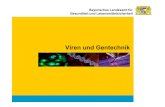 Viren und Gentechnik - Helmholtz Zentrum Mأ¼nchen 2011-06-21آ  Viren und Gentechnik Die â€‍Entstehungâ€œ