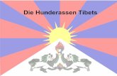 Praesentation ueber Tibet