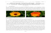 Calendula officinalis und arvensis - Garten-Ringelblume ... . Bochumer Bot. Ver. 1 193-196 2010 â€“193 â€“ Pflanzenportrt: Calendula officinalis â€“ Garten-Ringelblume,