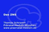 Gehirn Das ZNS Thomas Schramm Pr¤natal-Medizin M¼nchen