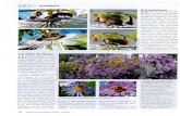 Welt der Bienen | Neue Informationen fأ¼r Imker und Imkerinnen ... Schweizerische Bienen-Zeitung 11/2014