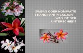 Zwerg oder Kompakte Frangipani Pflanzen â€“ Was ist der Unterschied?