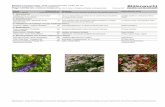 Blütenwucht · PDF fileName Stück/100 m² (botanisch - deutsch) (empfohlener Mengenanteil) Hinweise