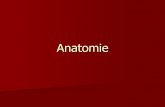Anatomie -  · PDF fileAnatomie der primären Sprossachse Apikalmeristem Epidermis Primäre Rinde Mark (oft: Markhöhle) Leitbündel