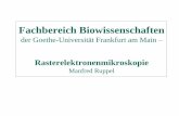 Fachbereich Biowissenschaften - bio.uni- · PDF fileFachbereich Biowissenschaften der Goethe-Universität Frankfurt am Main – Rasterelektronenmikroskopie Manfred Ruppel