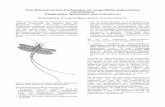 Neue Rekonstruktions-Zeichnungen von ... - entomologie-mv.de 0809 Neue... · PDF fileNeue Rekonstruktions-Zeichnungen von ausgewählten paläozoischen Gliederfüßern (Fluginsekten,